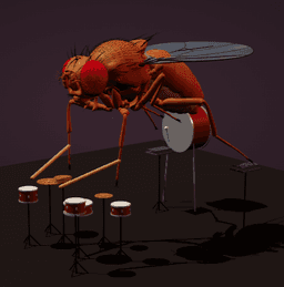 This Fly Plays Drums